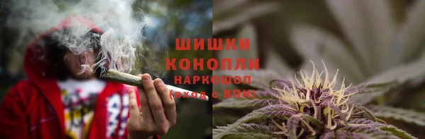 прущие грибы Богданович